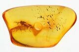 Fossil Minute Pirate Bug (Anthocoridae) In Baltic Amber #300666-1